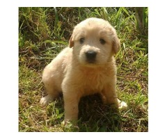 Golden retrievers Puppies | free-classifieds-usa.com - 1