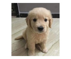 Golden retrievers Puppies | free-classifieds-usa.com - 2