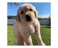 Golden retrievers Puppies | free-classifieds-usa.com - 3