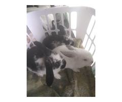 Baby bunny's for sale | free-classifieds-usa.com - 3