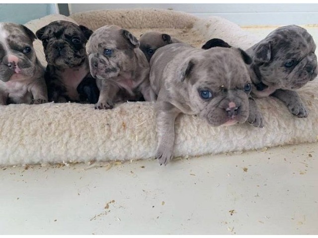 55+ Blue Merle French Bulldog For Sale