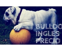 bulldog ingles | free-classifieds-usa.com - 1