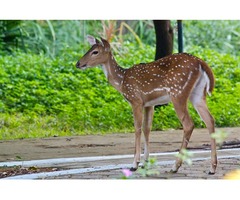 Get 5 Percent Off on India Wildlife Tour Package | free-classifieds-usa.com - 3
