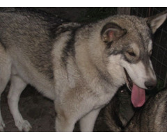 wolf hybrid babies for sale | free-classifieds-usa.com - 1