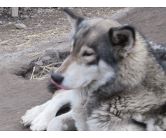 wolf hybrid babies for sale | free-classifieds-usa.com - 3