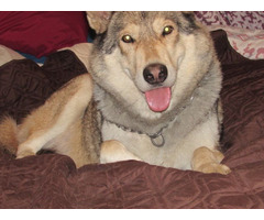 wolf hybrid babies for sale | free-classifieds-usa.com - 4