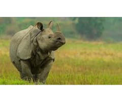 Kaziranga National Park Tour Package, India | free-classifieds-usa.com - 1