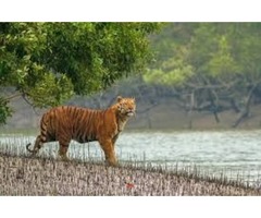 Kaziranga National Park Tour Package, India | free-classifieds-usa.com - 2