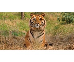 Kaziranga National Park Tour Package, India | free-classifieds-usa.com - 4