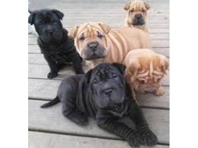 Lovely Pure Breed Chinese Shar Pei Puppies Animals