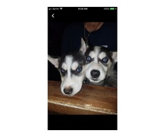 Registered Siberian Husky pups  | free-classifieds-usa.com - 1
