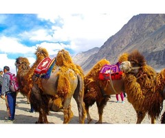 Camel Safari In Nubra Valley Ladakh India | free-classifieds-usa.com - 1