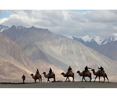 Camel Safari In Nubra Valley Ladakh India | free-classifieds-usa.com - 2