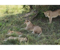 Enjoy Luxury Holidays to Kenya With Best Camping Tours & Safaris | free-classifieds-usa.com - 2