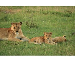 Enjoy Luxury Holidays to Kenya With Best Camping Tours & Safaris | free-classifieds-usa.com - 3