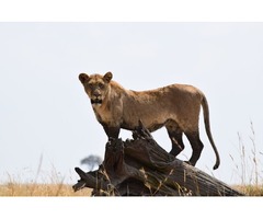 Find Kenya Luxury Tours and Safaris At Best Camping Tours & Safaris | free-classifieds-usa.com - 2