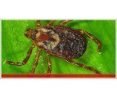 Mosquito Tick Control Massachusetts | free-classifieds-usa.com - 2