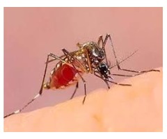 Mosquito Tick Control Massachusetts | free-classifieds-usa.com - 3