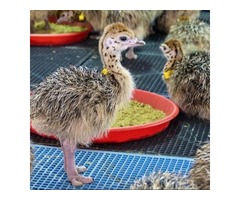 Ostrich Chicks in Middelburg South Africa | free-classifieds-usa.com - 2