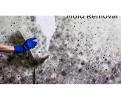 Mold Removal Reasons and Ways to Do It | free-classifieds-usa.com - 1