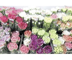 Let Flowers Pep-Up Your Décor | free-classifieds-usa.com - 2