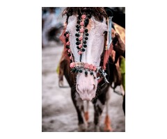 Get The Best Quality Of Horse Riding Equipment | free-classifieds-usa.com - 1