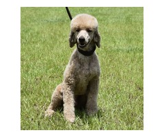 Labradoodle puppy breeders in Florida | free-classifieds-usa.com - 1