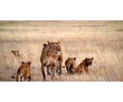 Victoria falls and chobe packages | free-classifieds-usa.com - 2
