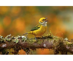 Florida Birds Photography Tour and Workshops By Don Mammoser | free-classifieds-usa.com - 1