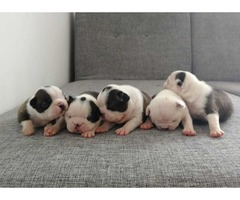 Boston terrier puppies  | free-classifieds-usa.com - 2