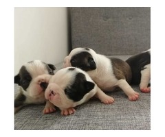 Boston terrier puppies  | free-classifieds-usa.com - 3