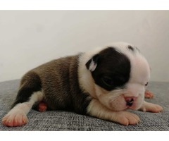 Boston terrier puppies  | free-classifieds-usa.com - 4
