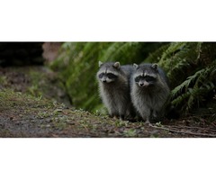 Raccoons Removal and Control Services in Atlanta | free-classifieds-usa.com - 1