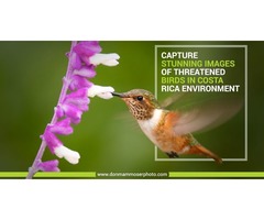 Birds Photography Tours & Workshops By Don Mammoser | free-classifieds-usa.com - 1