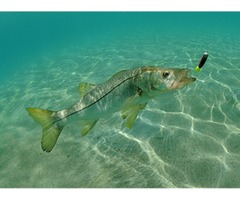 Fishing Charters in Miami | free-classifieds-usa.com - 1