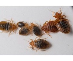 Syracuse Pest control,Buffalo Pest control | free-classifieds-usa.com - 1