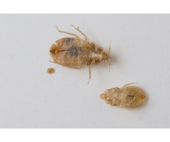 Syracuse Pest control,Buffalo Pest control | free-classifieds-usa.com - 2