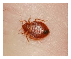 Best Bed Bug Heat Extermination Services in CA | free-classifieds-usa.com - 1