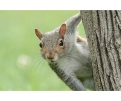 Useful tips to keep squirrels out of Garden | free-classifieds-usa.com - 3