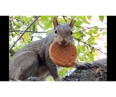 Useful tips to keep squirrels out of Garden | free-classifieds-usa.com - 4