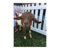 Montgomery Petting Zoo Early Learning Center | free-classifieds-usa.com - 2