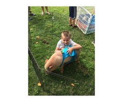 Montgomery Petting Zoo Early Learning Center | free-classifieds-usa.com - 4
