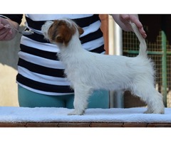 Jack Russell Terrier puppies | free-classifieds-usa.com - 3