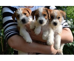 Jack Russell Terrier puppies | free-classifieds-usa.com - 4