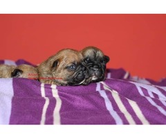 French bulldog  puppies | free-classifieds-usa.com - 1