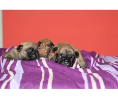 French bulldog  puppies | free-classifieds-usa.com - 2