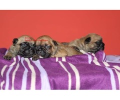 French bulldog  puppies | free-classifieds-usa.com - 4