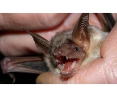 How to Getting Rid of bats | free-classifieds-usa.com - 1