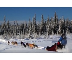 Trips to alaska to see the northern lights | free-classifieds-usa.com - 1