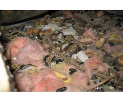 Trapping is the best way to get rid of Squirrels | free-classifieds-usa.com - 2